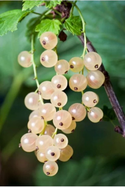 Смородина белая Пандора